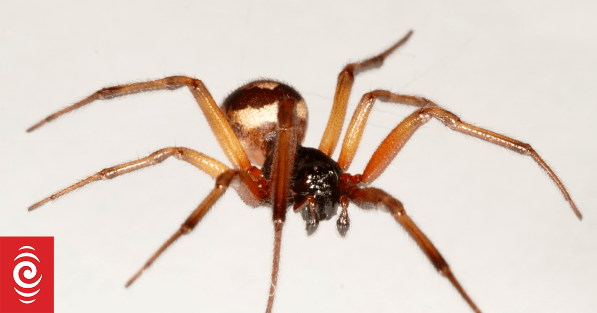 毒蜘蛛 新西兰出现新毒蜘蛛种类，南北岛均有发现| RNZ News