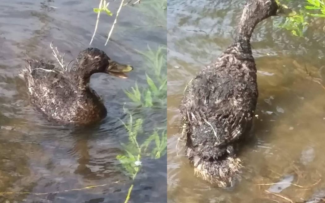 The injured duck.