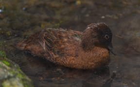 Brown Teal at Kiwi birdlife park in Queenstown, New Zealand
