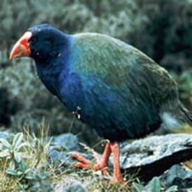 Photo for Takahē