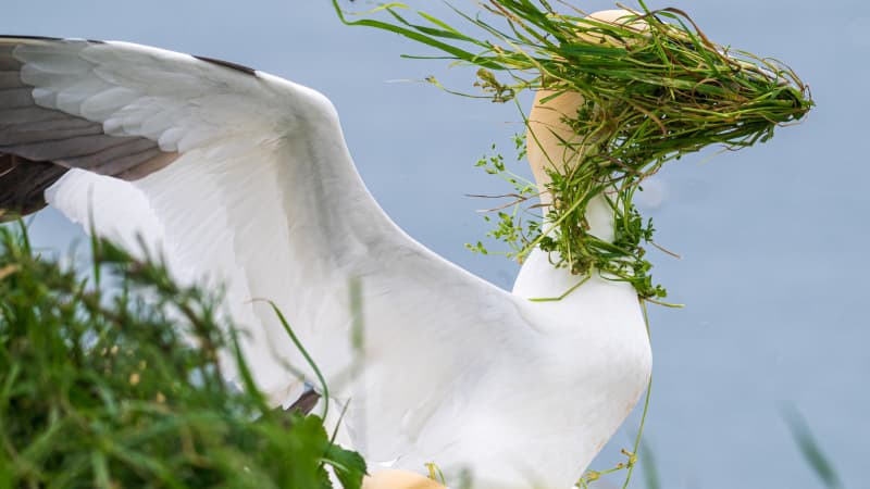 Now which direction is my nest? (