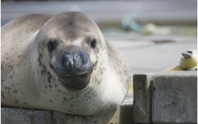 Owha the leopard seal at Westhaven Marina.