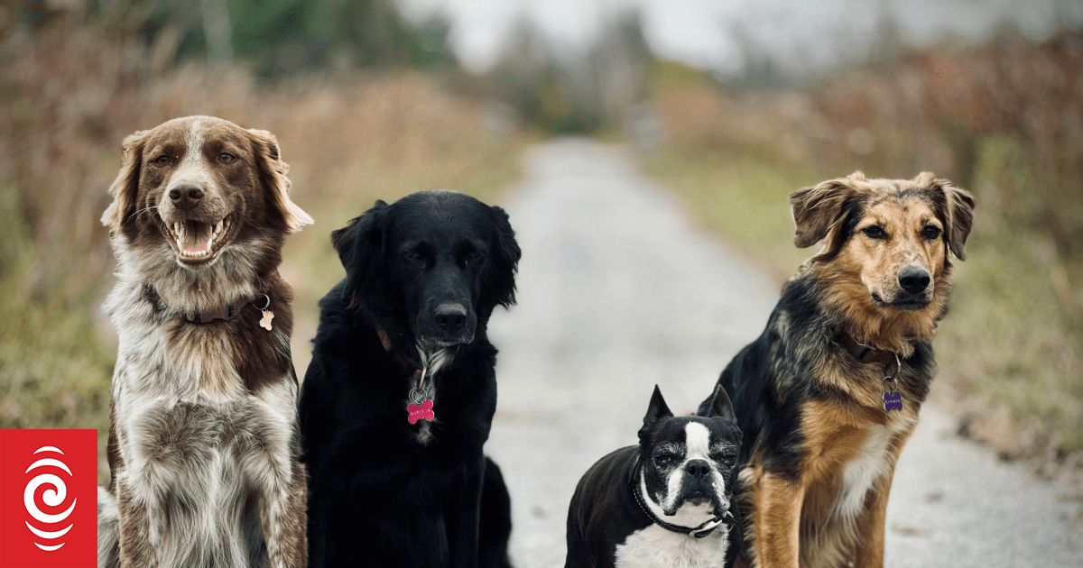 Super-smart dogs can pick up new words just by eavesdropping