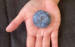 The Eterna is the world's largest variety of blueberry.
