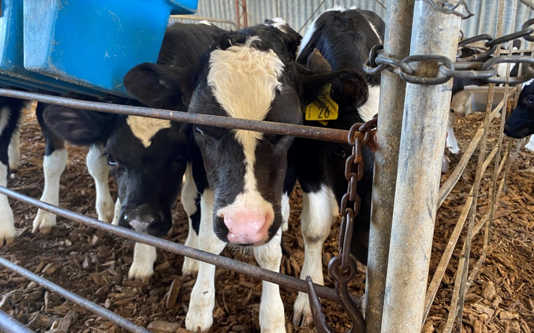 A bunch of nosey calves ready for their afternoon milk.