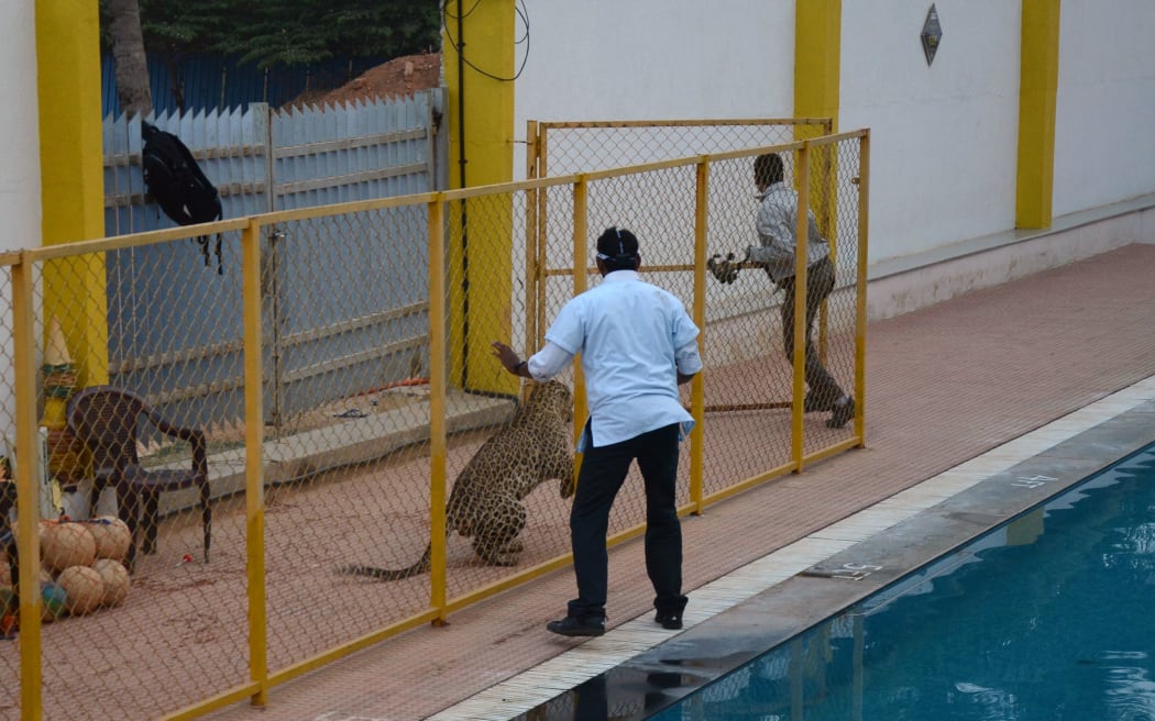 The animal was eventually tranquillised and released