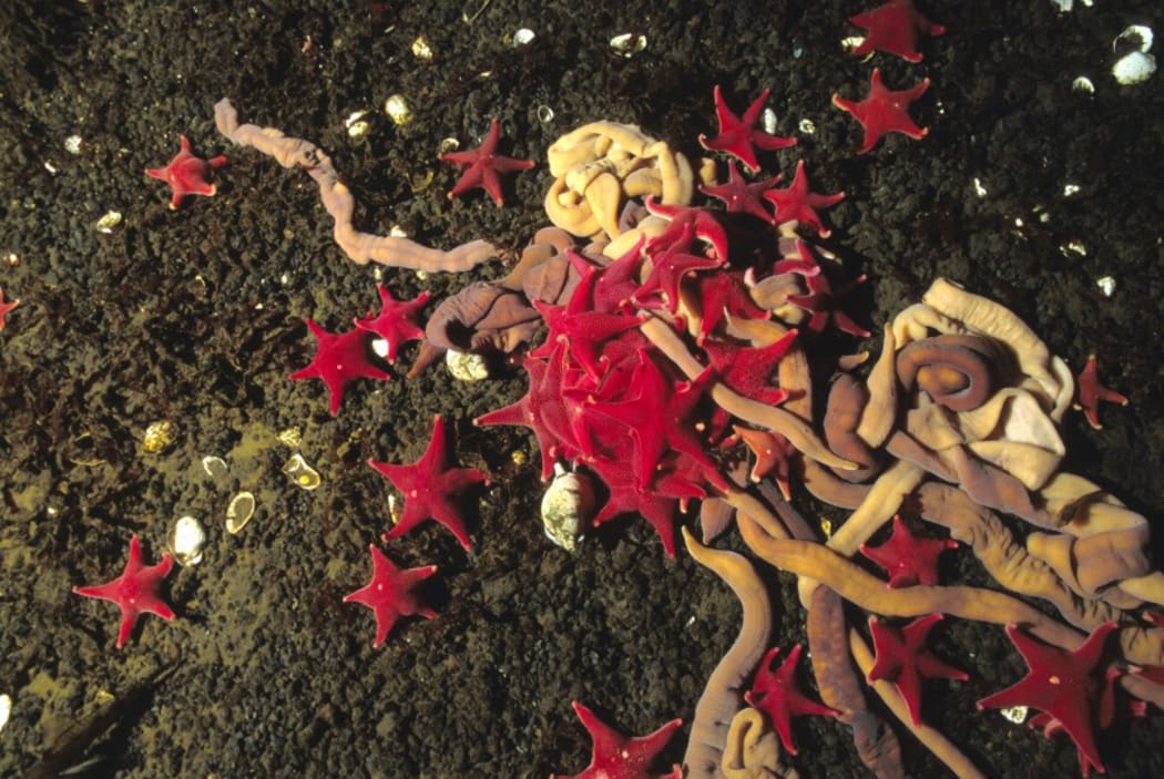 Starfish and worms