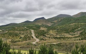 Wisp Hill Station in southern Otago was Ingka Investment's purchase in New Zealand, with the parent company of Swedish furniture giant IKEA, converting the farm to forestry.