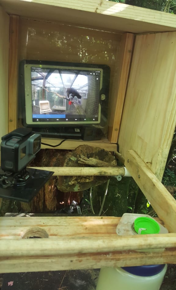 Does playing a video of a kākā solving a feeding puzzle help other kākā learn faster? This experimental set-up is designed to find out.