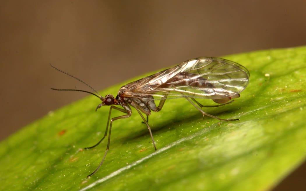 Scorpionfly