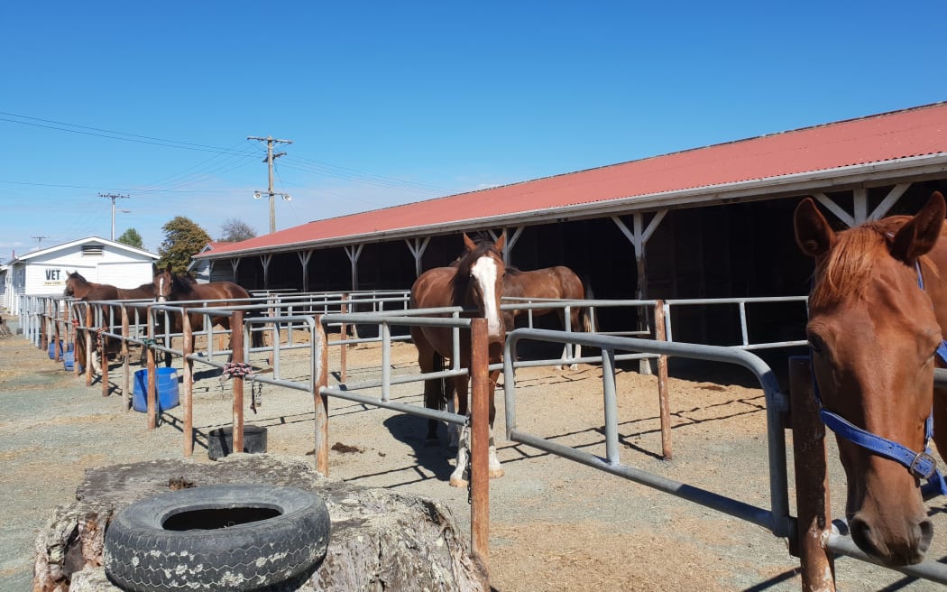 Evacuated horses at the Nelson A&P Showgrounds.