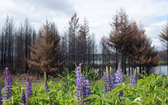 Lake Ōhau after the fire