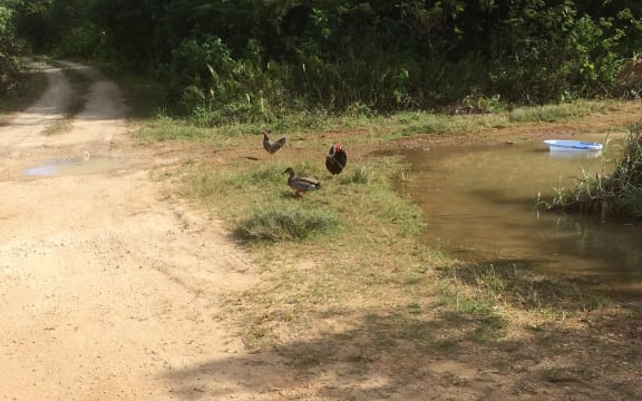 Niue's lonely mallard duck