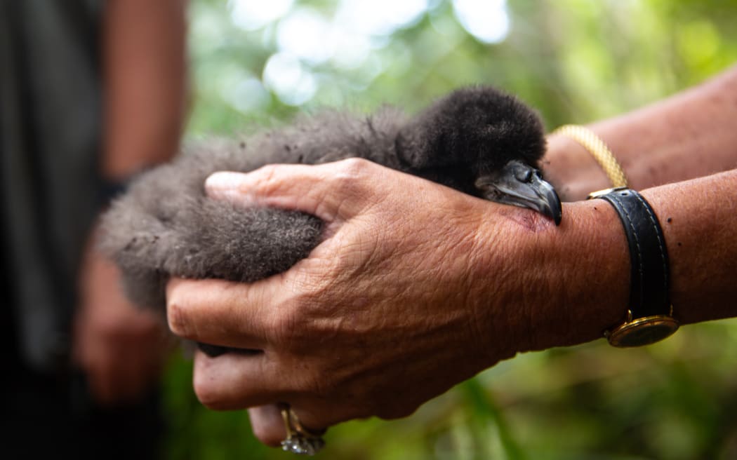 A volunteer holds a Black Petrel chick.
