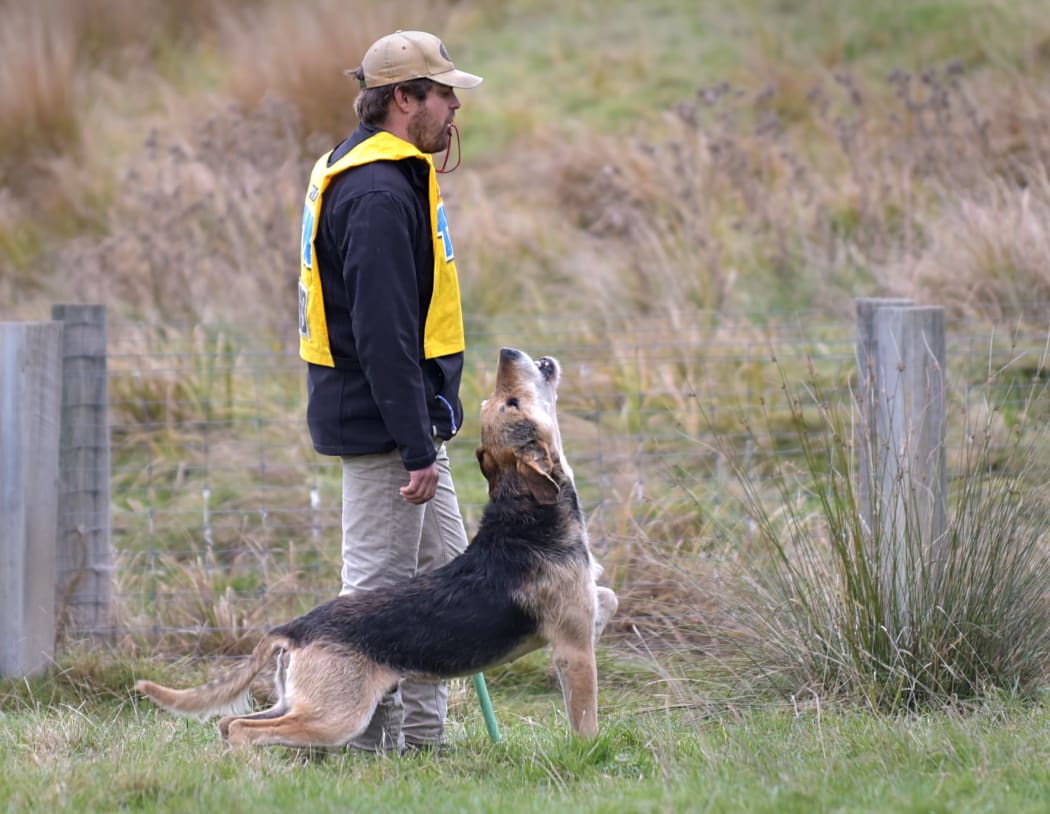 A dog at sheep dog trials in Greenvale has a howl.