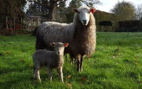 Very muddy conditions at Sheep Heaven Waikato - lambing underway