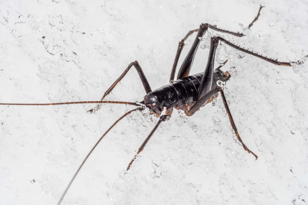 Pharmacus chapmanae adult male. Mount Edgar Thomson, Aoraki / Mt Cook National Park