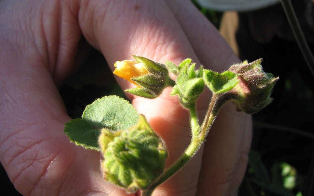 Velvetleaf - a highly invasive weed which has been found on two new properties in the Waikato Region.