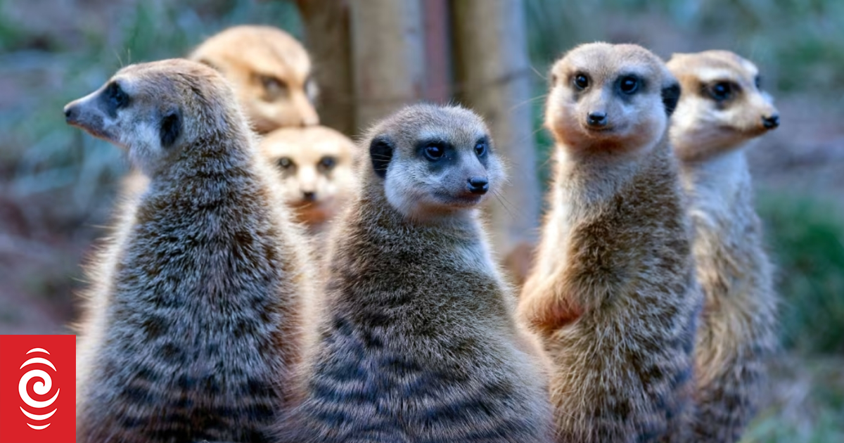 Just how monogamous are humans? Scientists break down how we compare with other animals