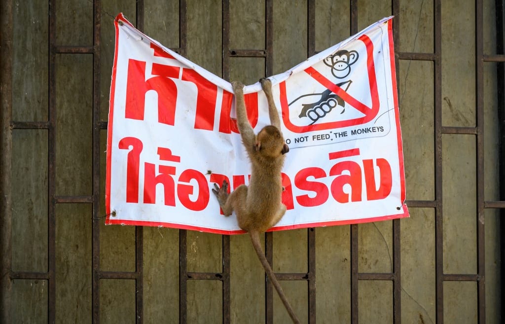 A longtail macaque tears down a poster reading "Don't feed the monkeys" in the town of Lopburi.