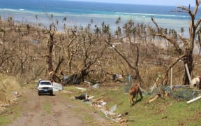What's left of trees on Koro Island in Fiji after cyclone winston.