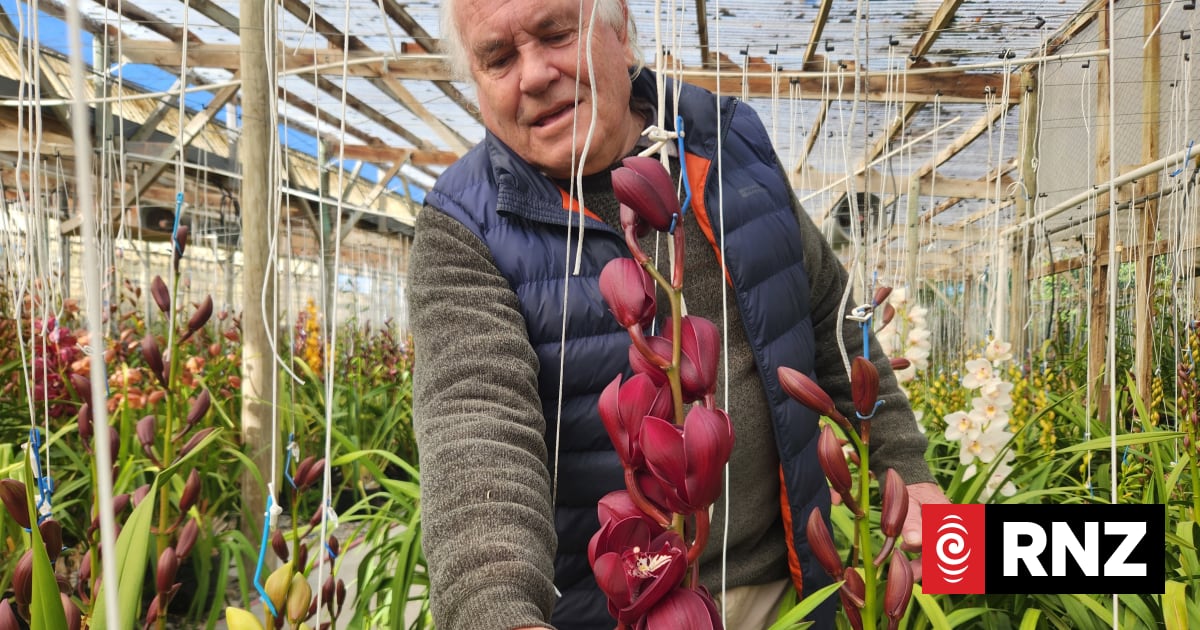 Country Life: A little place in Taranaki, blooming around the world