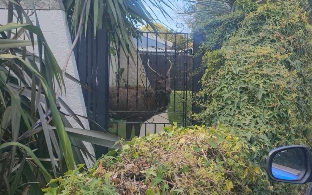 A deer spotted in a Halswell backyard.