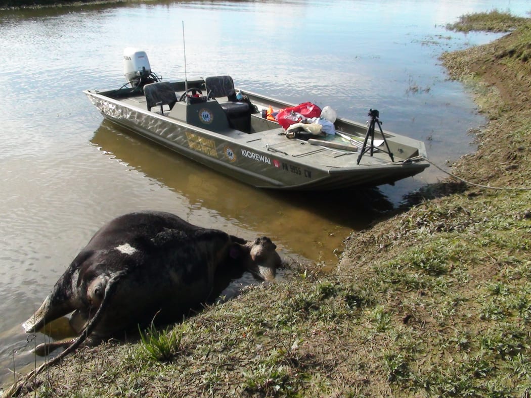A dead cow in the Hikurangi swamp catchment