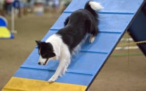 Dog taking part in agility competition