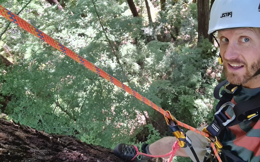 A man wearing a helmet abseiling down a tree trunk.