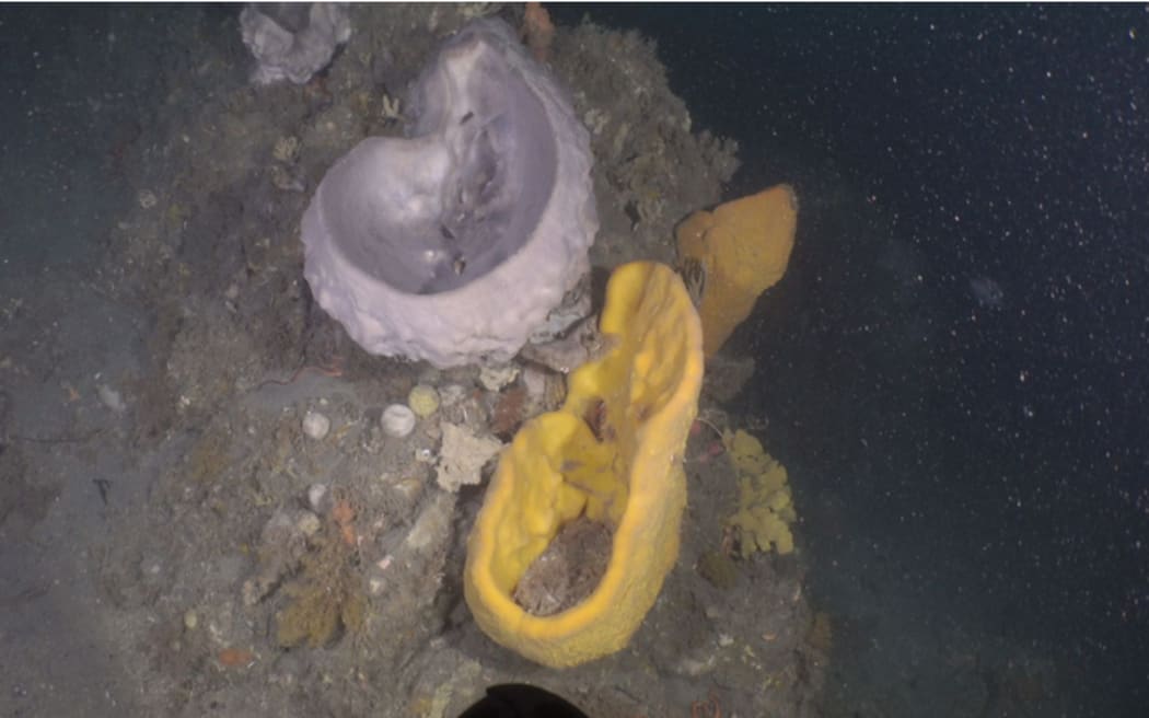 Sponges on a deep-water reef off the Kapiti coast.