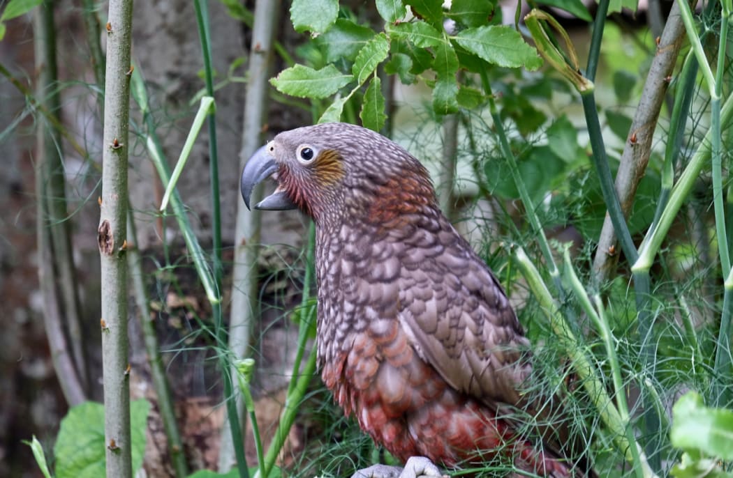 Kaka