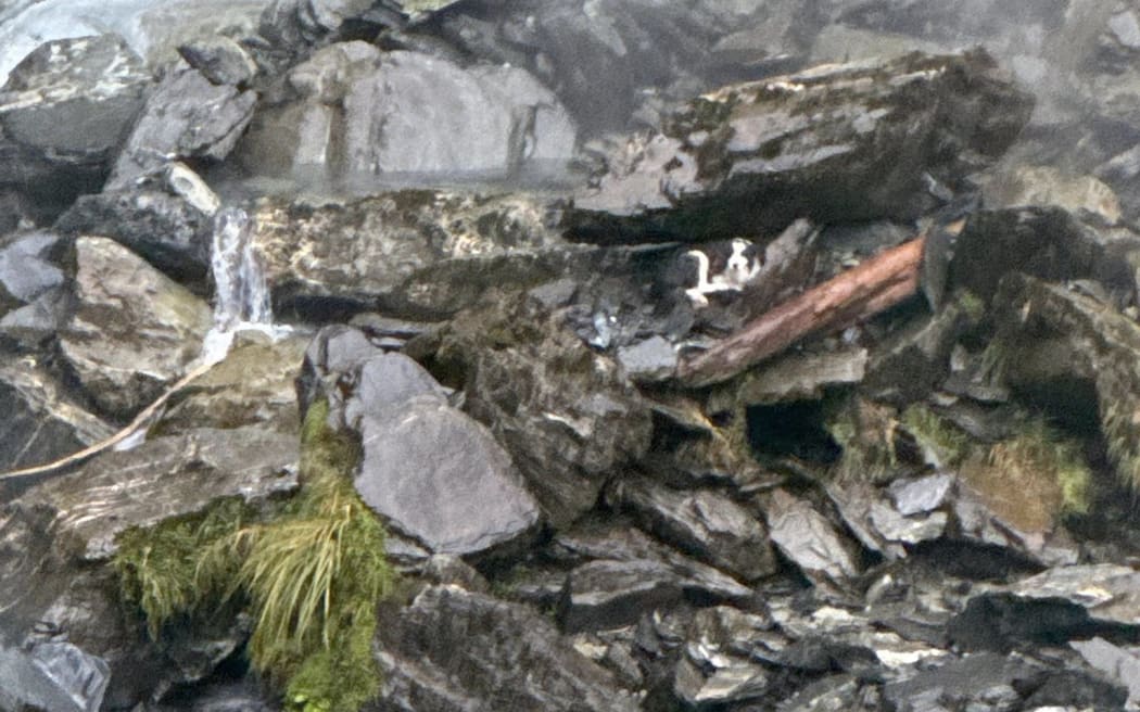 Molly, a border collie, was lost in alpine backcountry near Hokitika for almost two weeks.