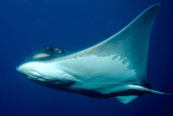 Rays are essentially flattened sharks, with their gills on the underside of their body. A large eagle ray may have a wing span of about 1.5 metres.