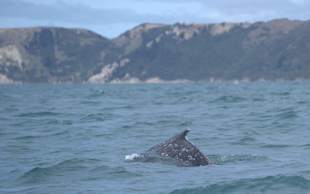 A humpback whale was entangled in a crayfish pot line south of Kaikōura for more than 18 hours.
