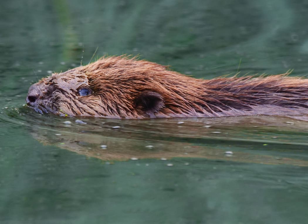 22 August 2022, Brandenburg, Trebbin: 22.08.2022, Trebbin. A young European beaver (Castor fiber) swims in a river near Trebbin in the morning sun. Beavers are strictly protected in Germany. Photo: Wolfram Steinberg/dpa Photo: Wolfram Steinberg/dpa (Photo by Wolfram STEINBERG / DPA / dpa Picture-Alliance via AFP)