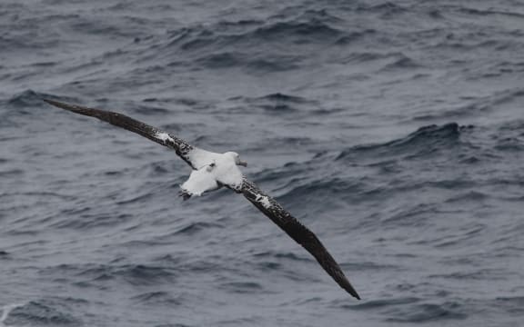 An albatross with a transmitter fitted.