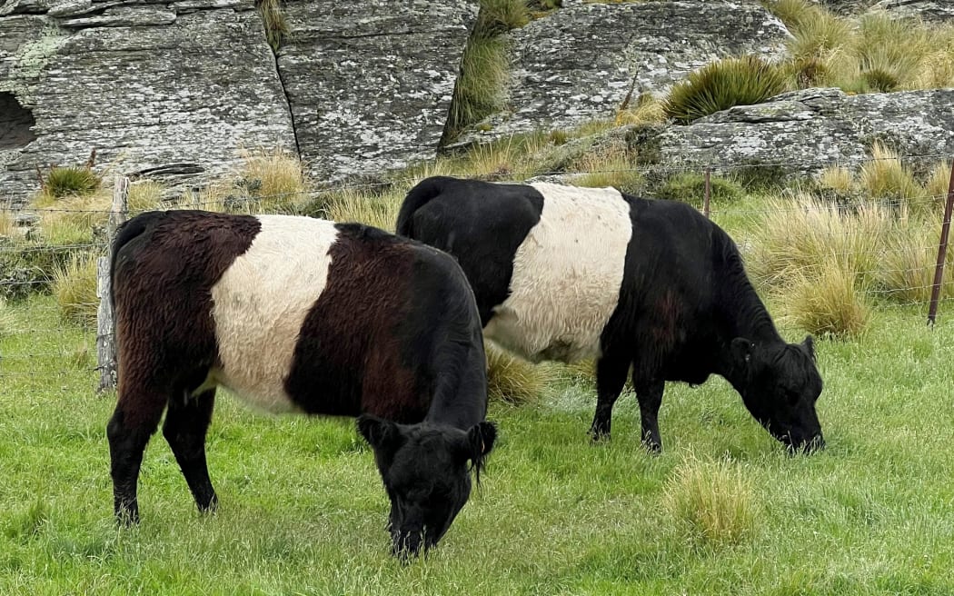 Galloway cattle