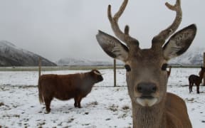 Deer and a highland cow in snow at Real Country farm experience.