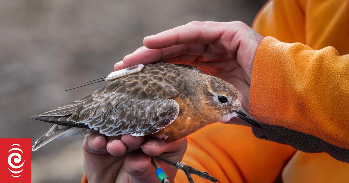 Dotterels: The Southland underdog - Vimarsana News