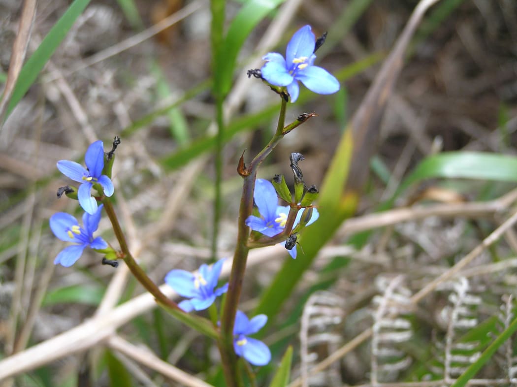 Aristea ecklonii - a weedy African Iris that has jumped the garden fence
