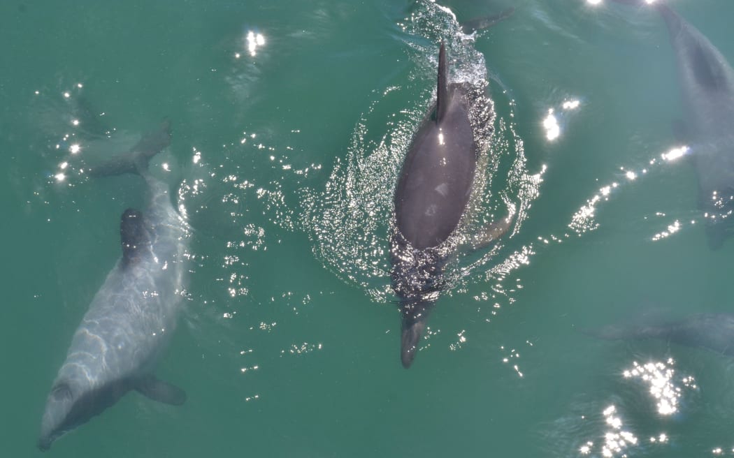 Tourists and passengers on a cruise in Akaroa Harbour were treated to a rare sighting of a solo short-beaked common dolphin.