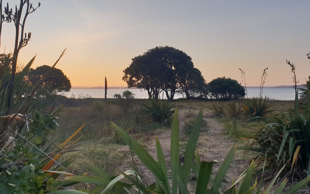A beach at dusk. Flax and trees are backlit by the sunset.