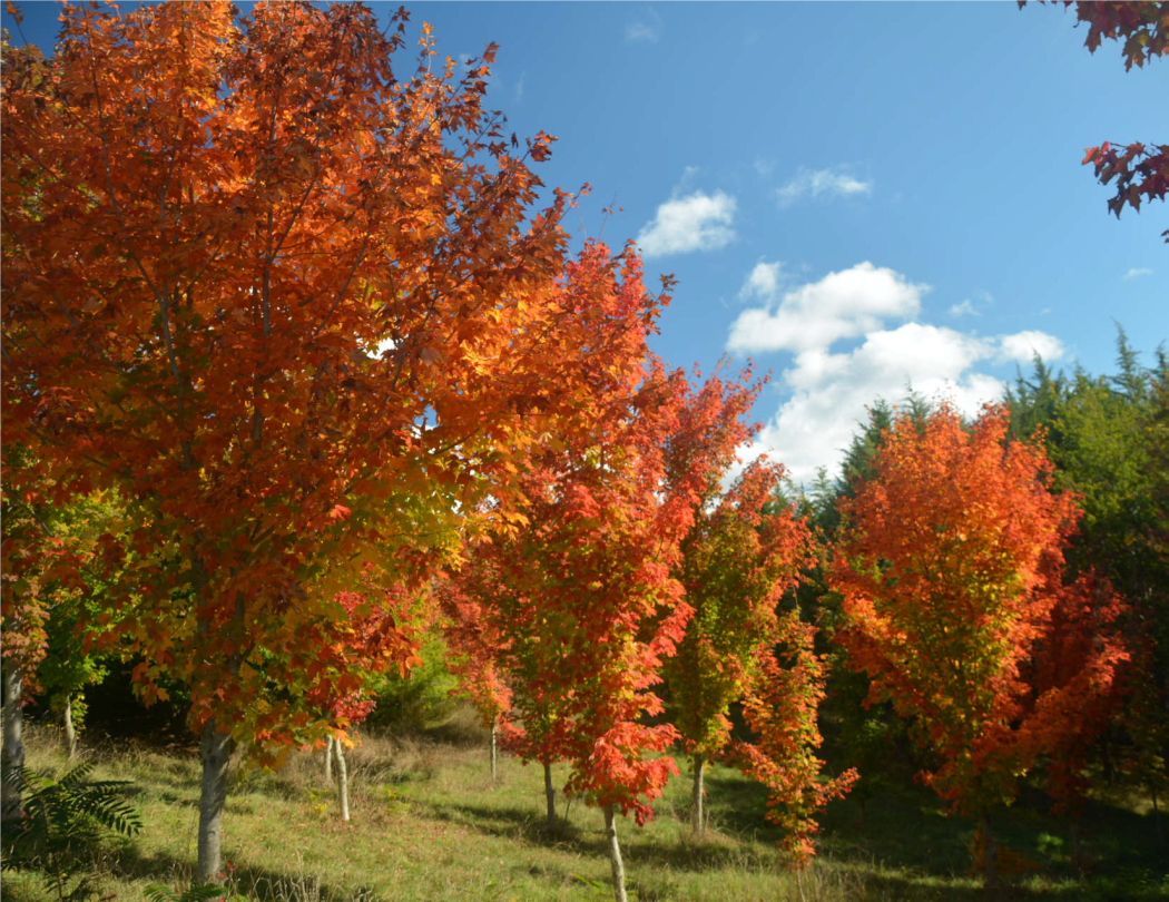 Maple trees
