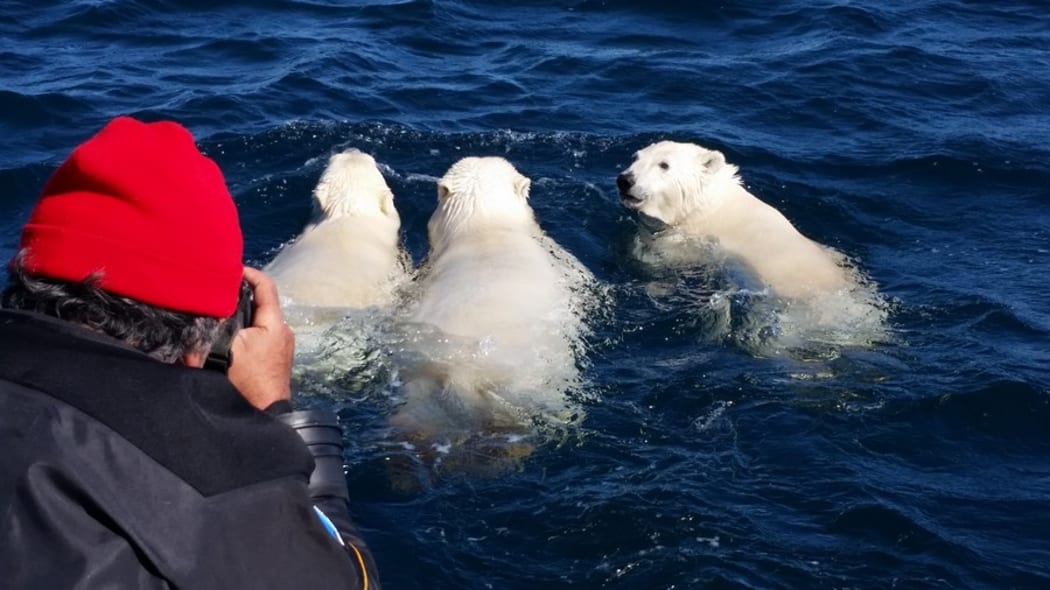 Polar bears from the documentary, Picture of His Life about photographer Amos Nachoum
