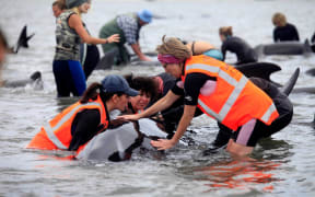 Volunteers caring for a stranded whale