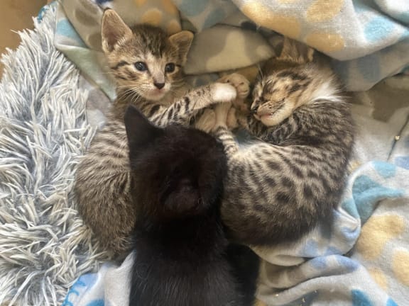 67 unwanted kittens spent Christmas at the Paws and Claws cat sanctuary in Rarotonga.