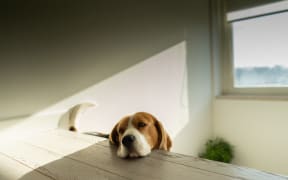 A dog resting their head on a table.