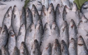 grey mullet fish on ice at the market