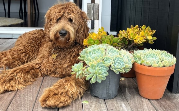 Sarah Catherall's well-travelled dog Lola.